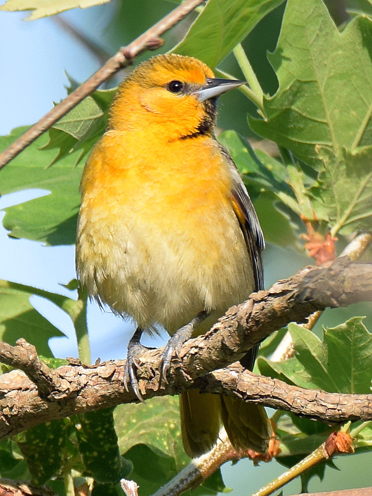 Oriole2.jpg