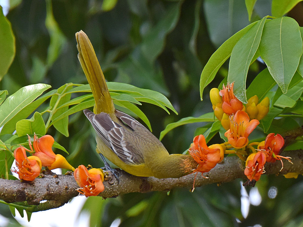 Oriole2.jpg