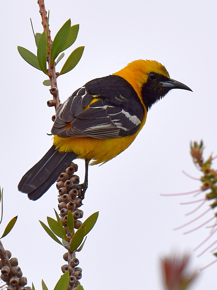 Oriole2.jpg