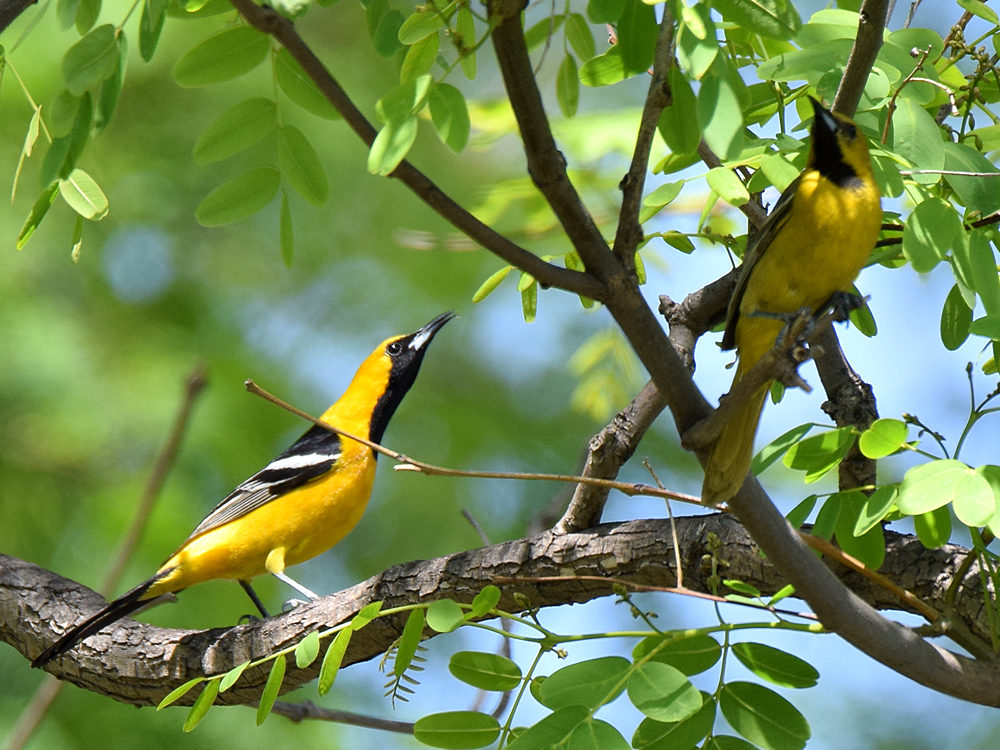 Oriole2.jpg
