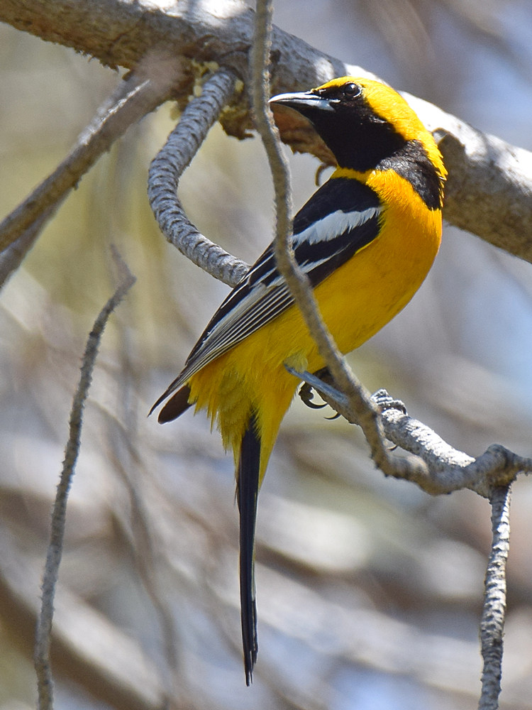 Oriole2.jpg