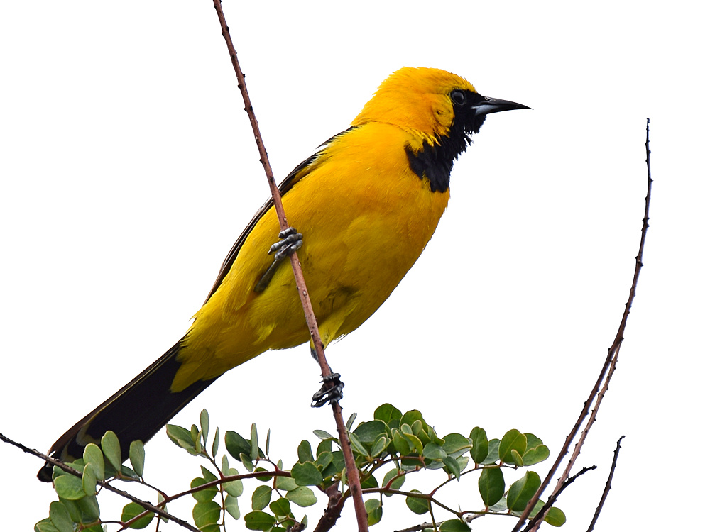 Oriole2.jpg