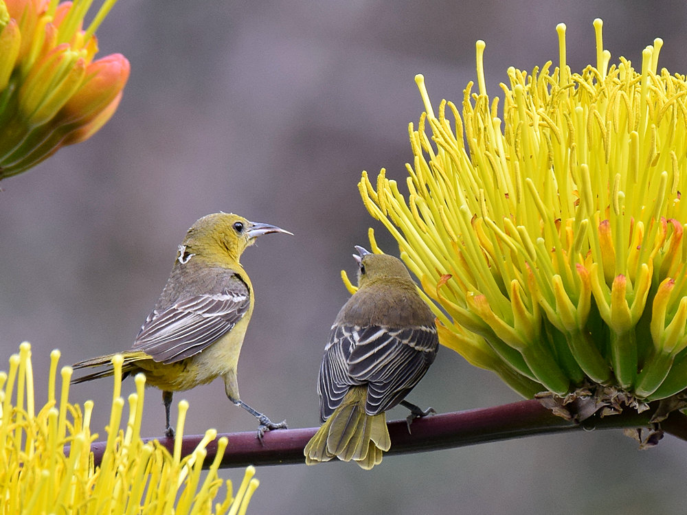 Oriole2.jpg