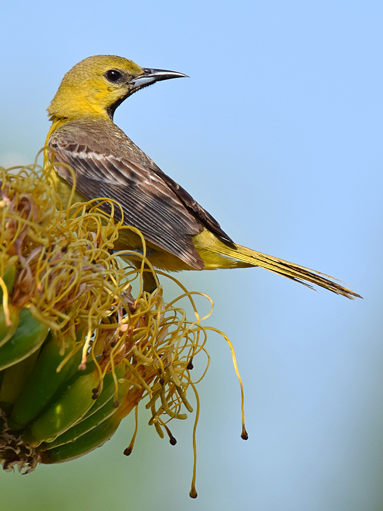 Oriole2.jpg