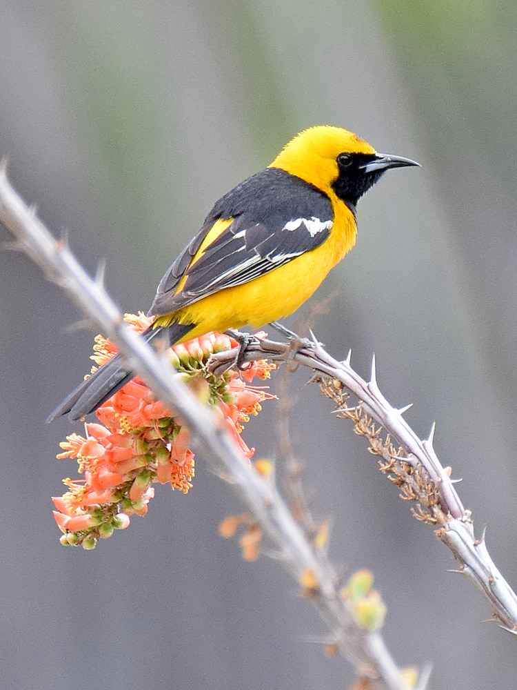 Oriole2.jpg