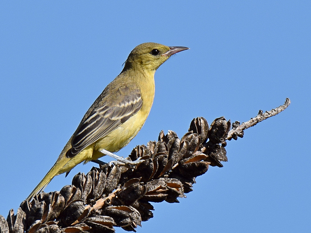 Oriole2.jpg