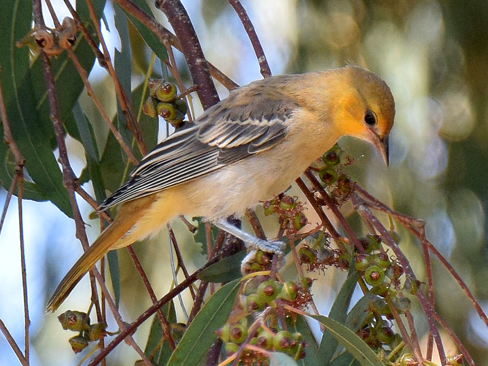 Oriole2.jpg