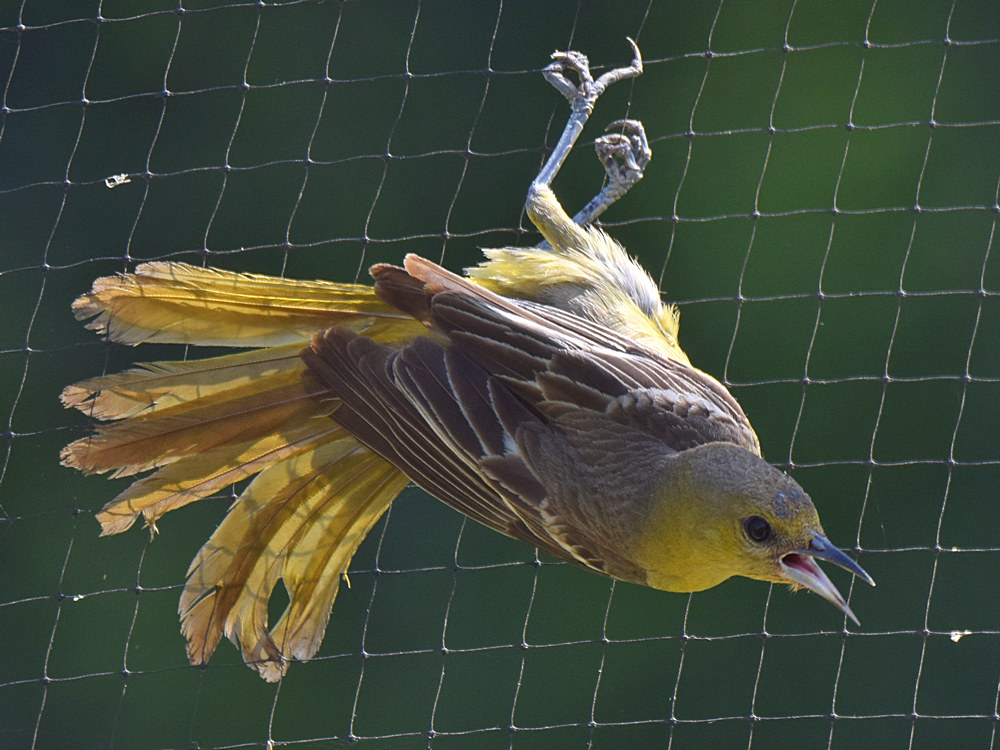 Oriole2.jpg