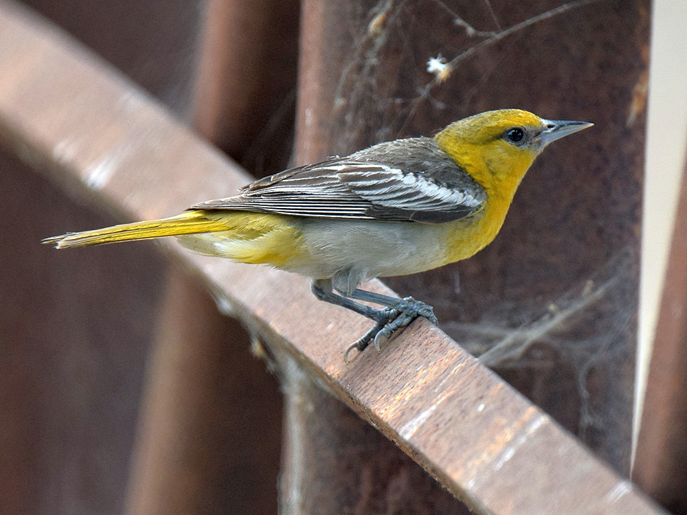 Oriole2.jpg