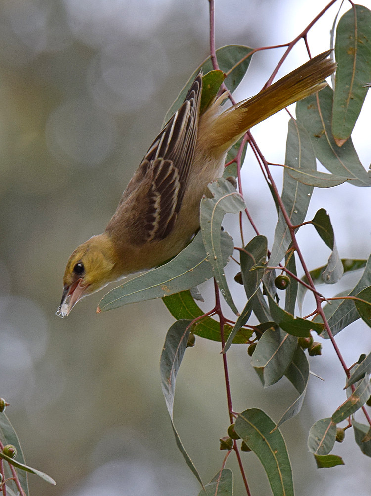 Oriole2.jpg