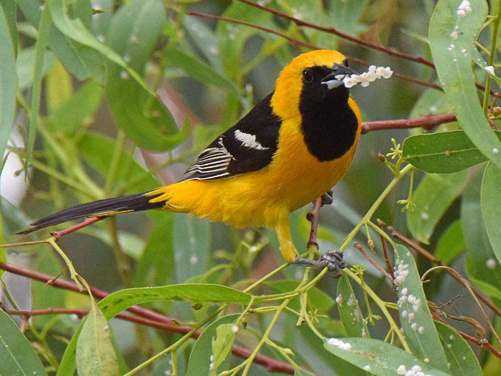 Oriole2.jpg