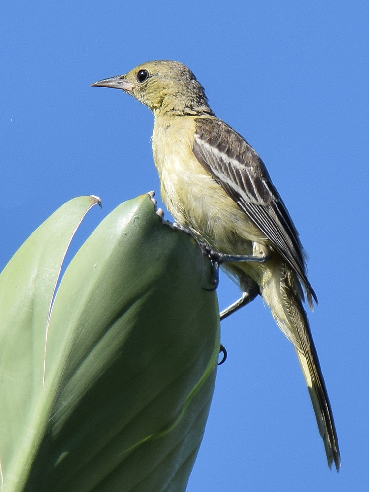 Oriole2.jpg