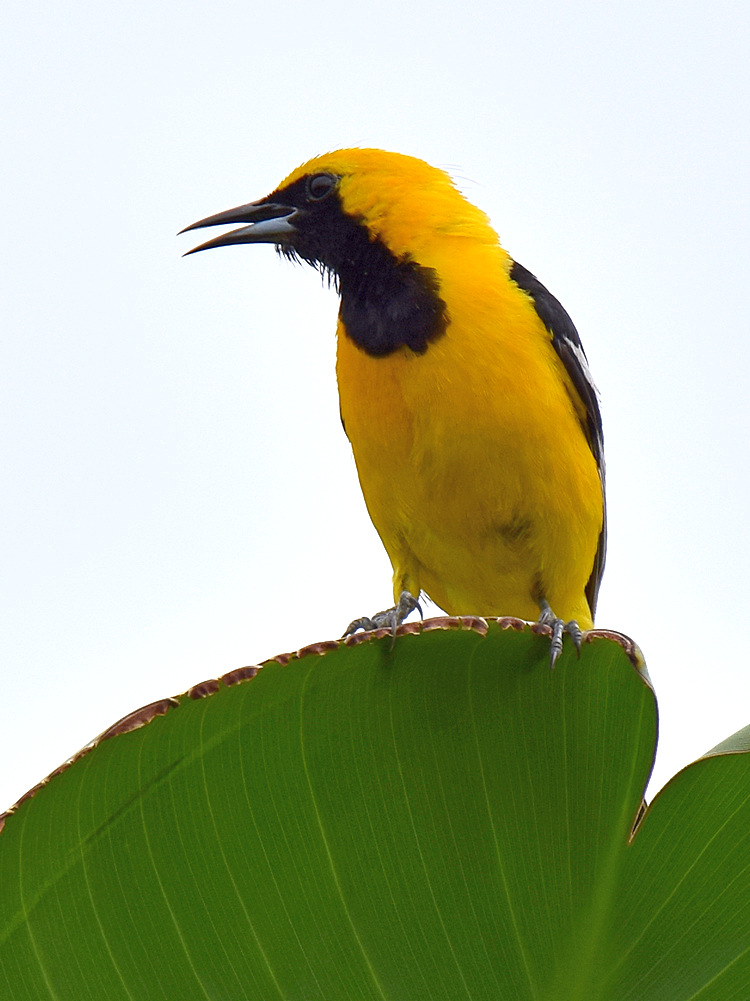 Oriole2.jpg