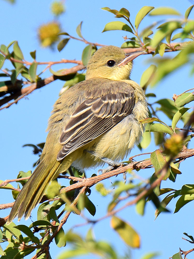 Oriole2.jpg