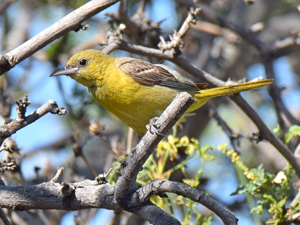 Oriole2.jpg