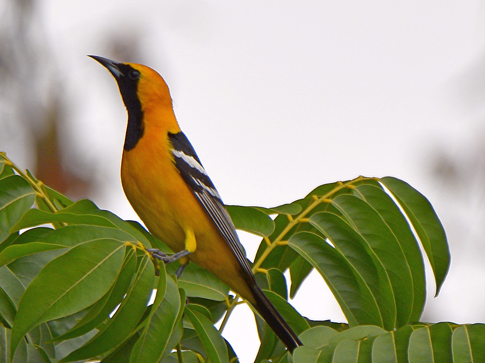 Oriole2.jpg