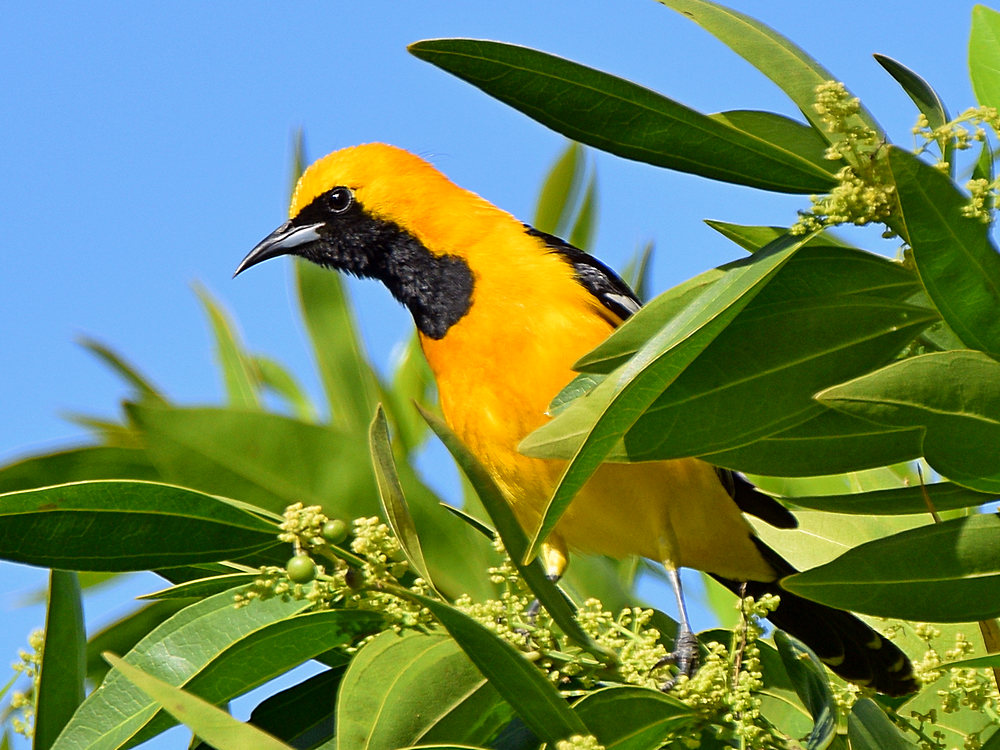 Oriole2.jpg