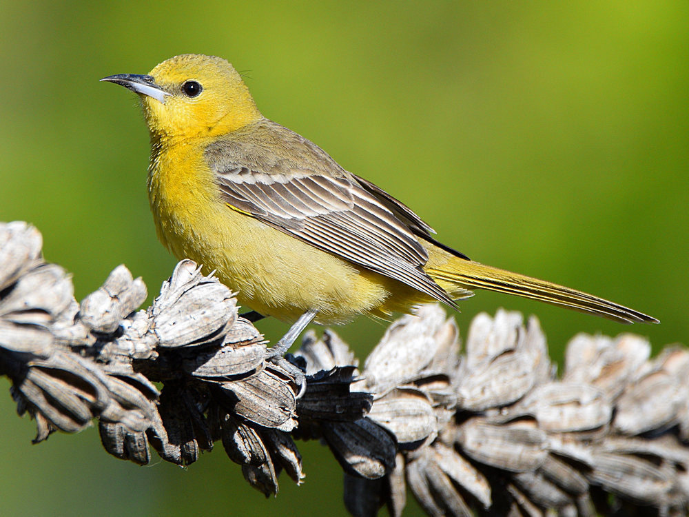 Oriole2.jpg
