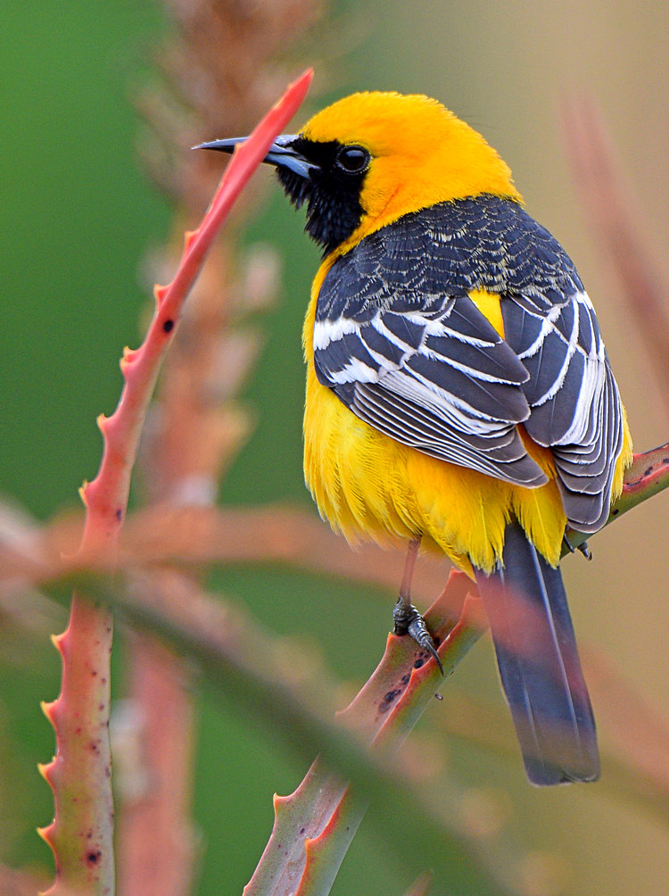 Oriole2.jpg