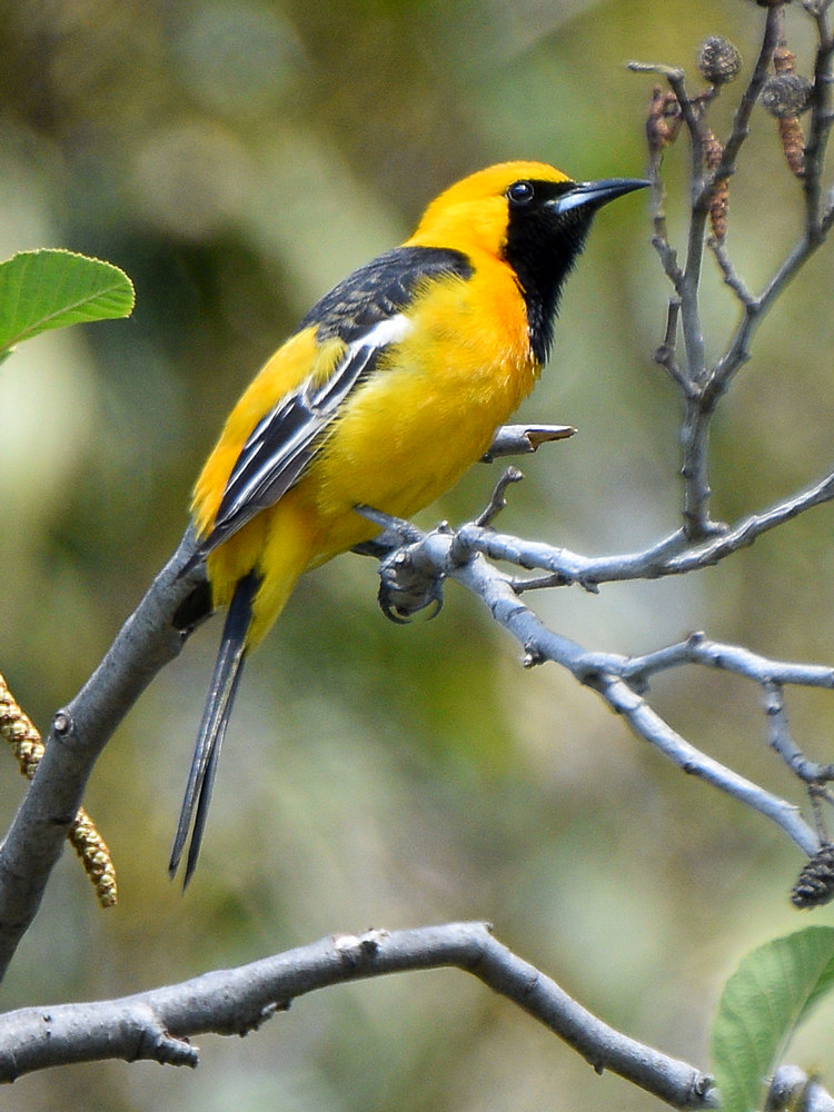 Oriole2.jpg