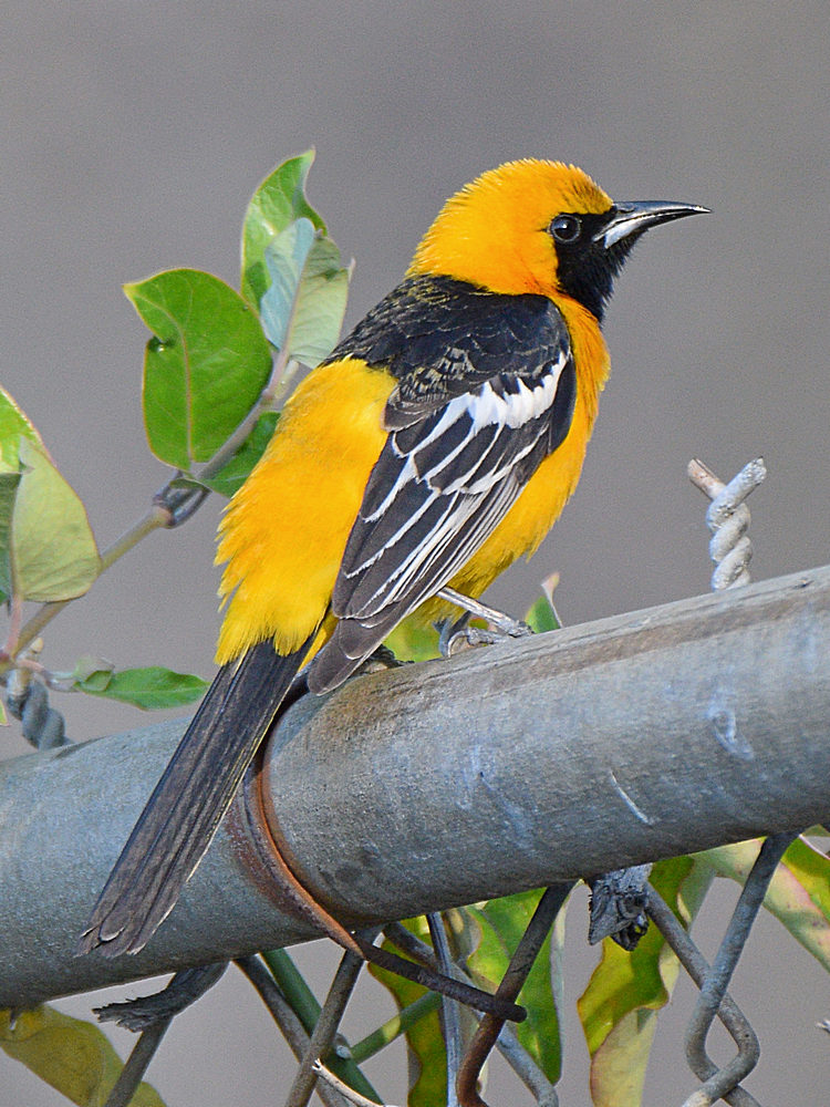 Oriole2.jpg