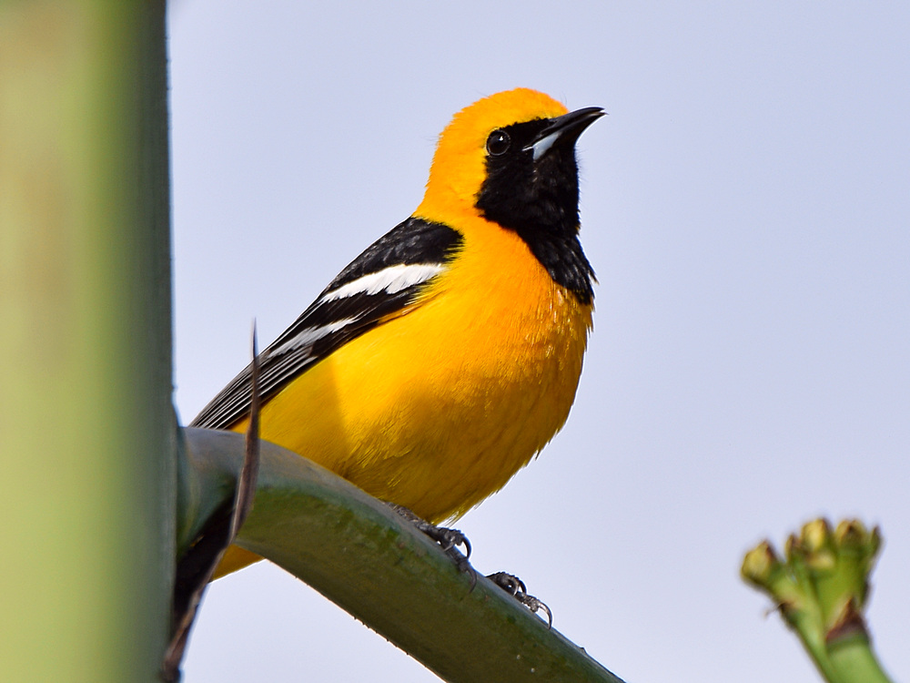 Oriole2.jpg