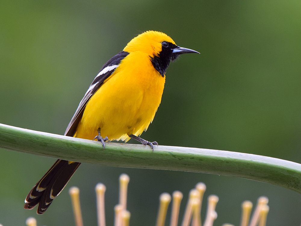 Oriole2.jpg