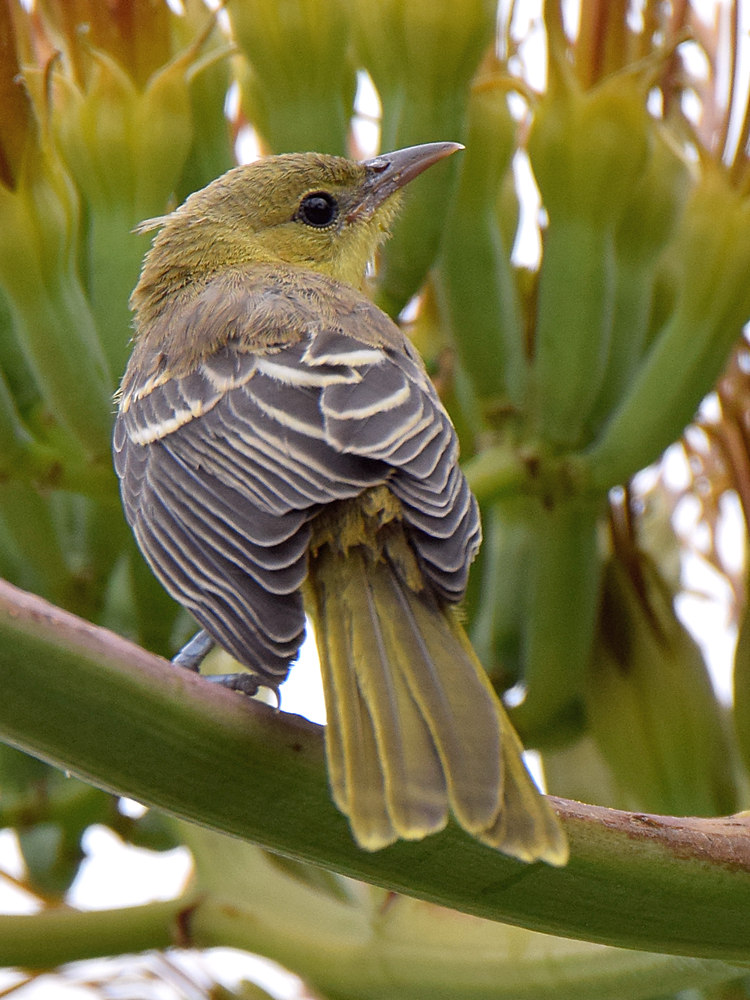 Oriole2.jpg