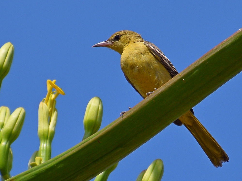 Oriole2.jpg