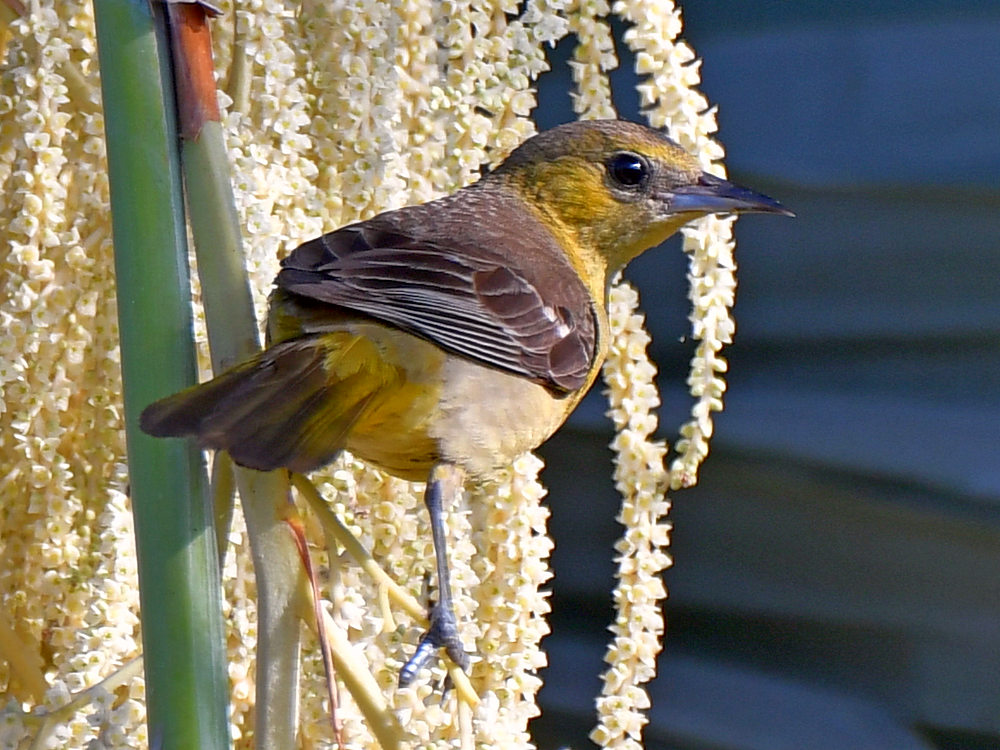 Oriole2.jpg