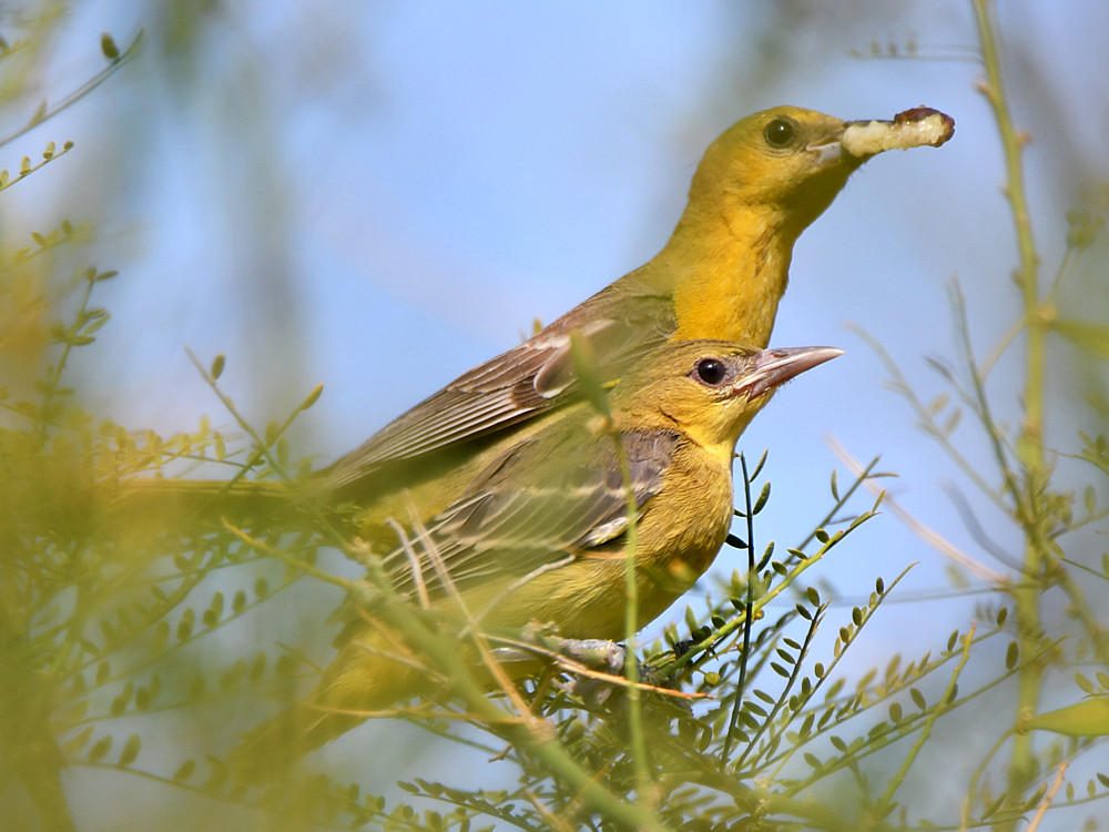Oriole2.jpg