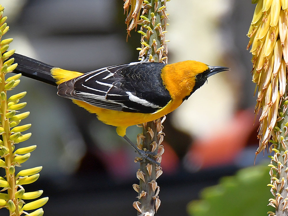 Oriole2.jpg