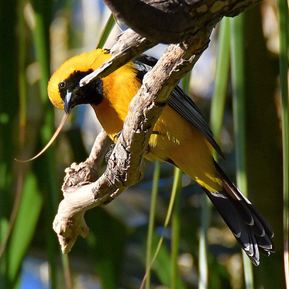Oriole2.jpg