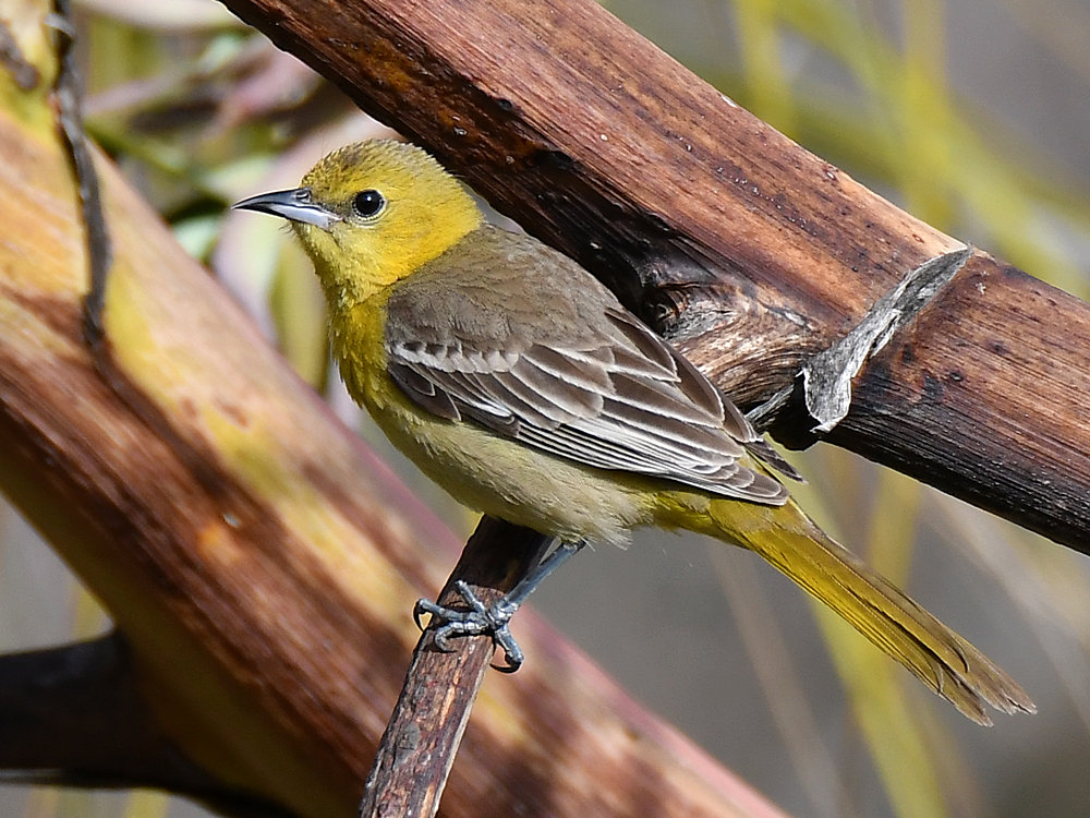 Oriole2.jpg