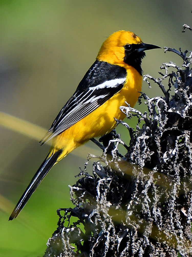 Oriole2.jpg