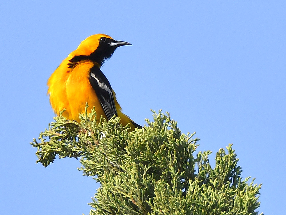Oriole2.jpg