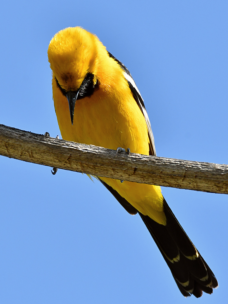 Oriole2.jpg