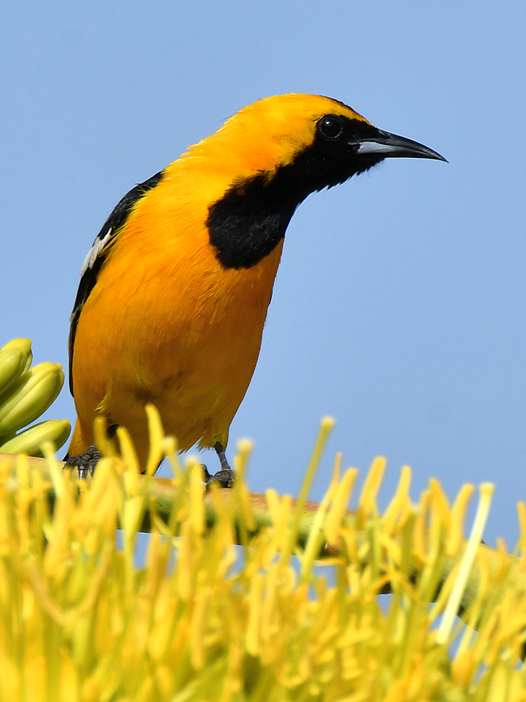 Oriole2.jpg