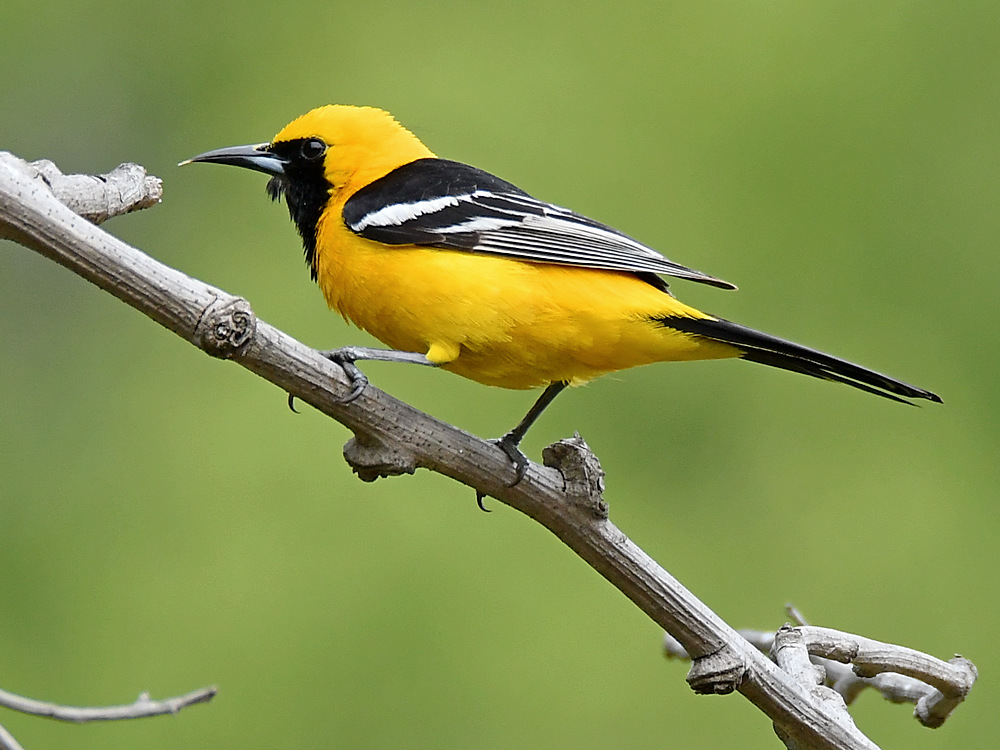 Oriole2.jpg