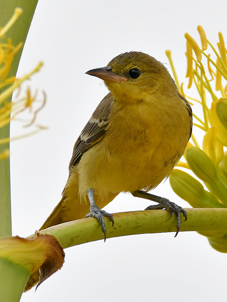 Oriole2.jpg