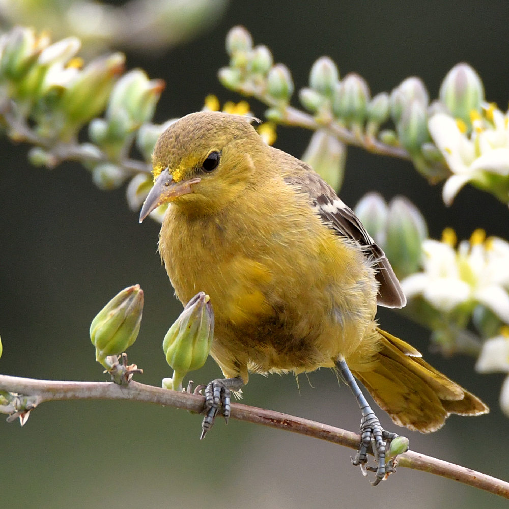 Oriole2.jpg