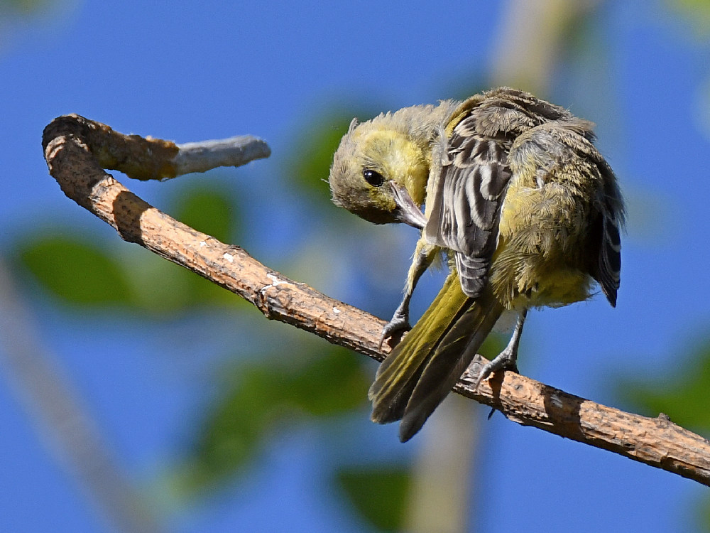 Oriole2.jpg