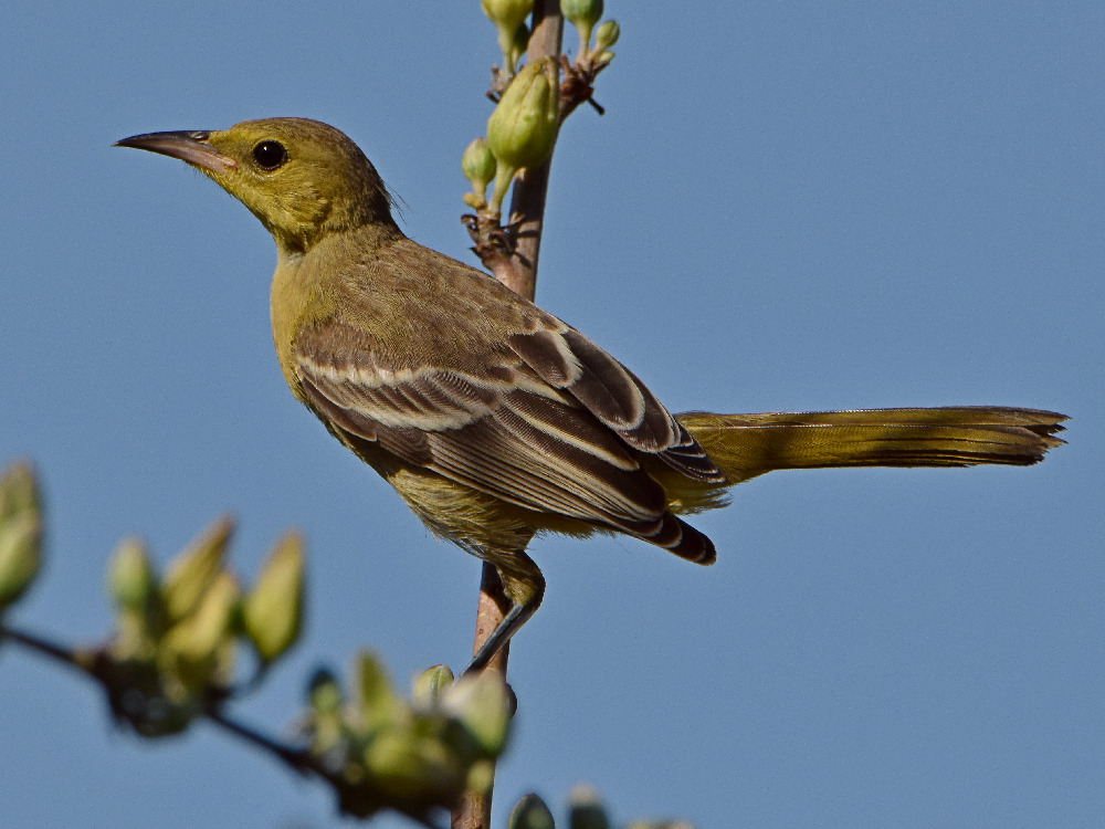 Oriole2.jpg