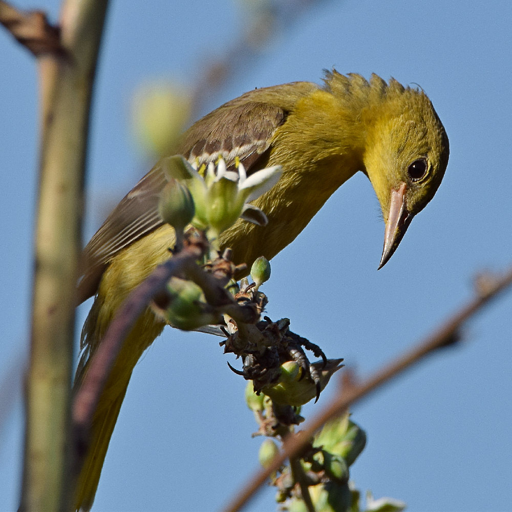 Oriole2.jpg