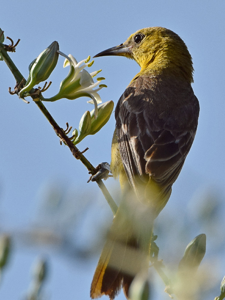 Oriole2.jpg