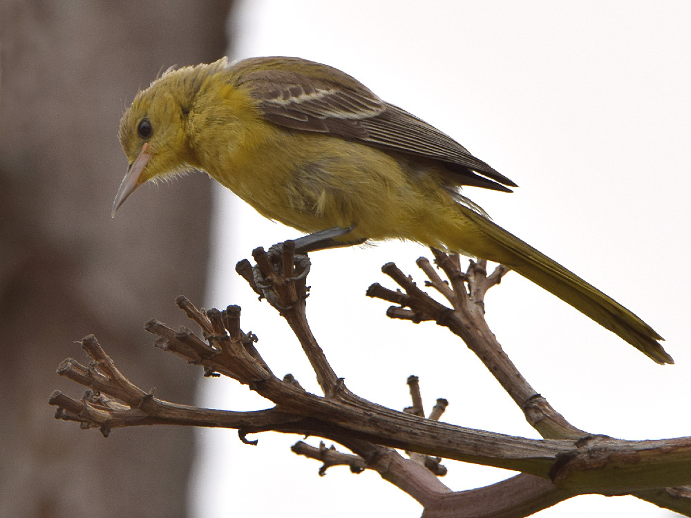 Oriole2.jpg