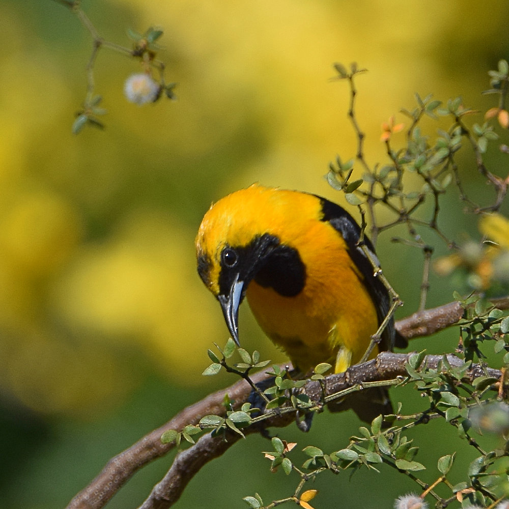 Oriole2.jpg