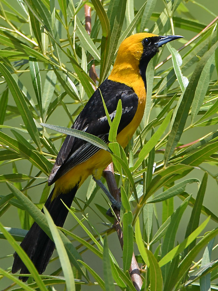Oriole2.jpg