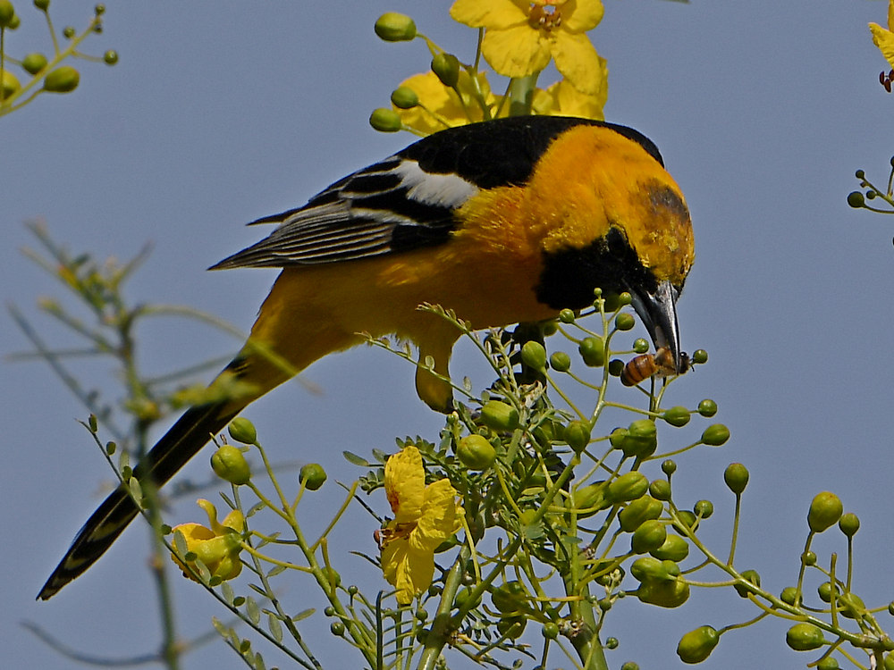 Oriole2.jpg