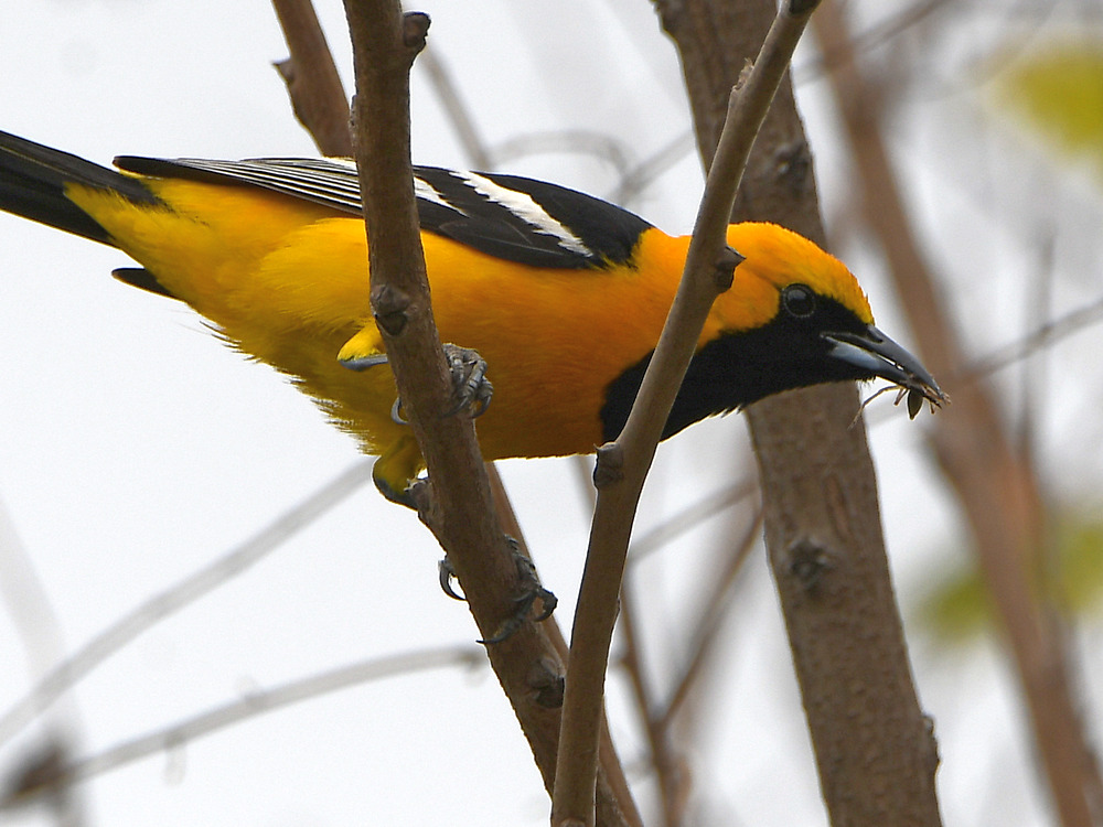 Oriole2.jpg
